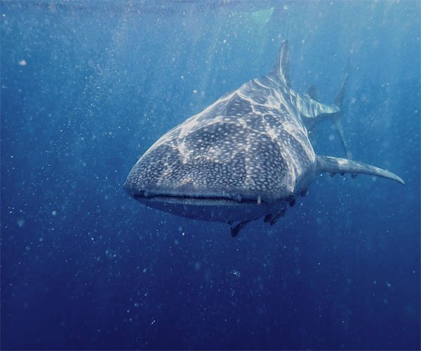 WHALE SHARK SALEH BAYjpg